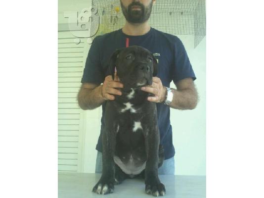 PoulaTo: CANE CORSO